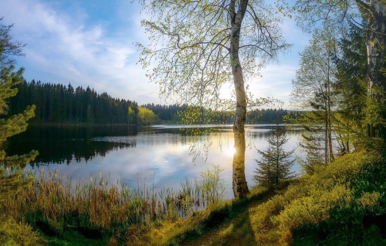 Россия просторы Березки реки