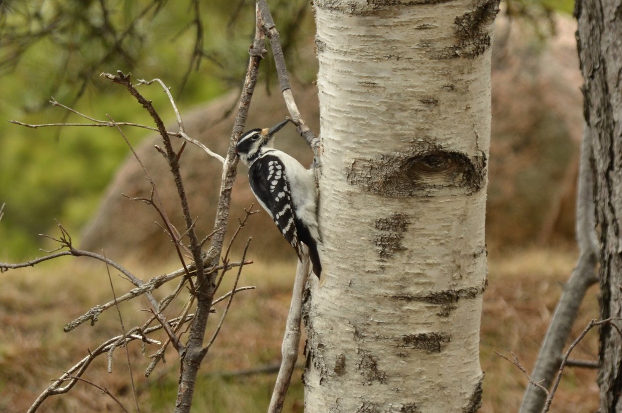 Птицы на Березе