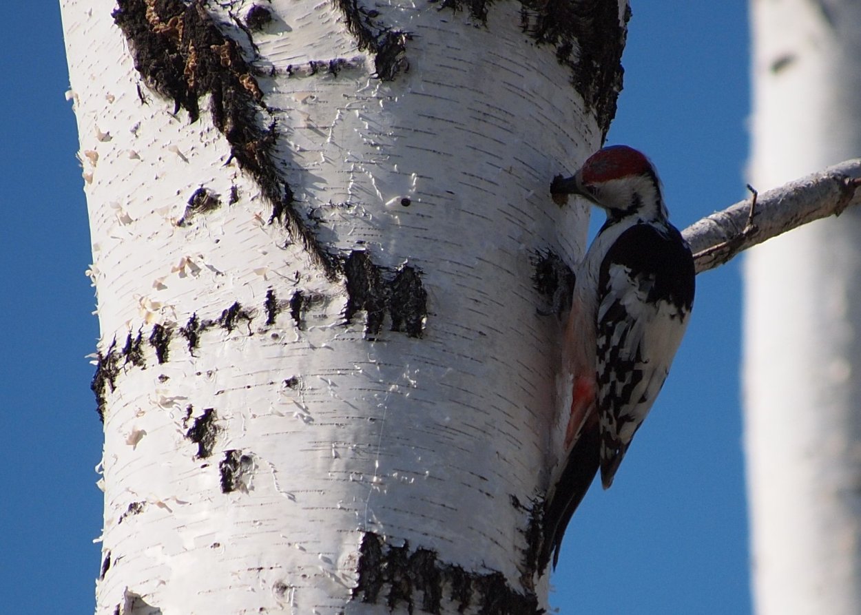 Дятел пьет березовый сок