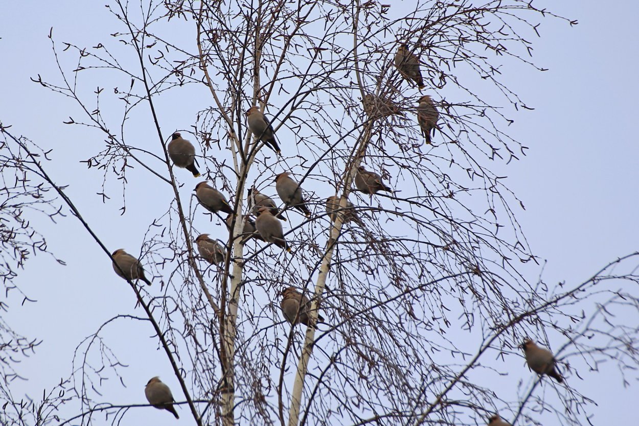 Много птиц на Березе