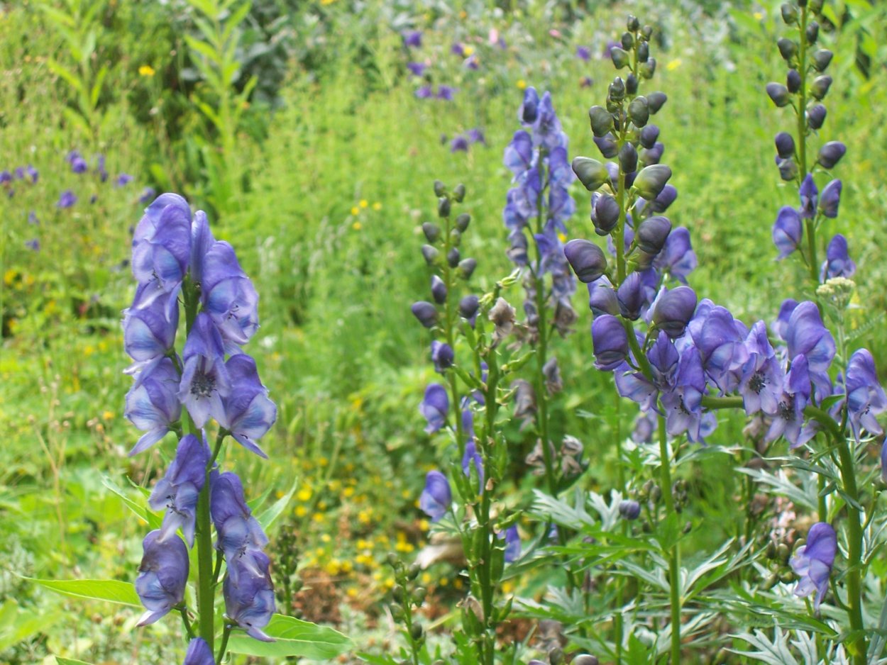 Многолетник Аконит