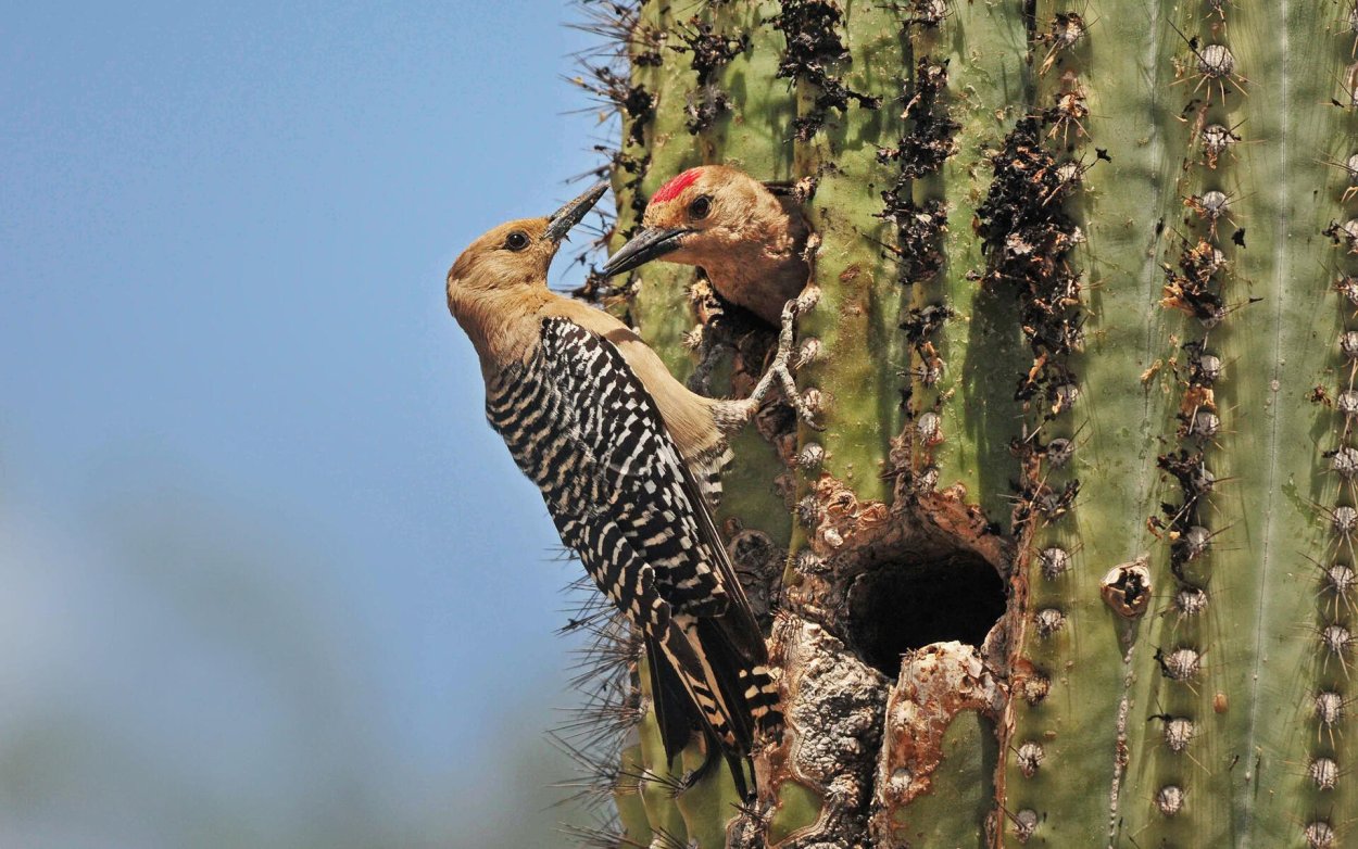 Птица на кактусе
