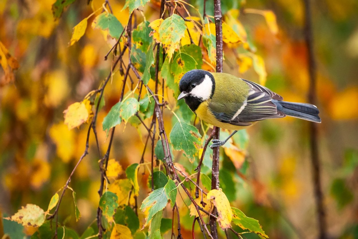 Синички на Березе