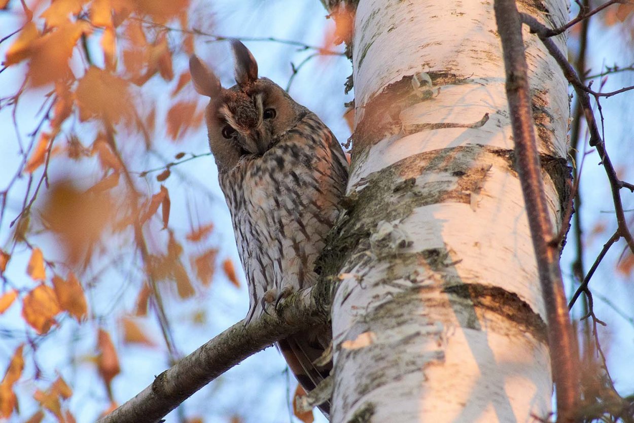 Животные на Березе