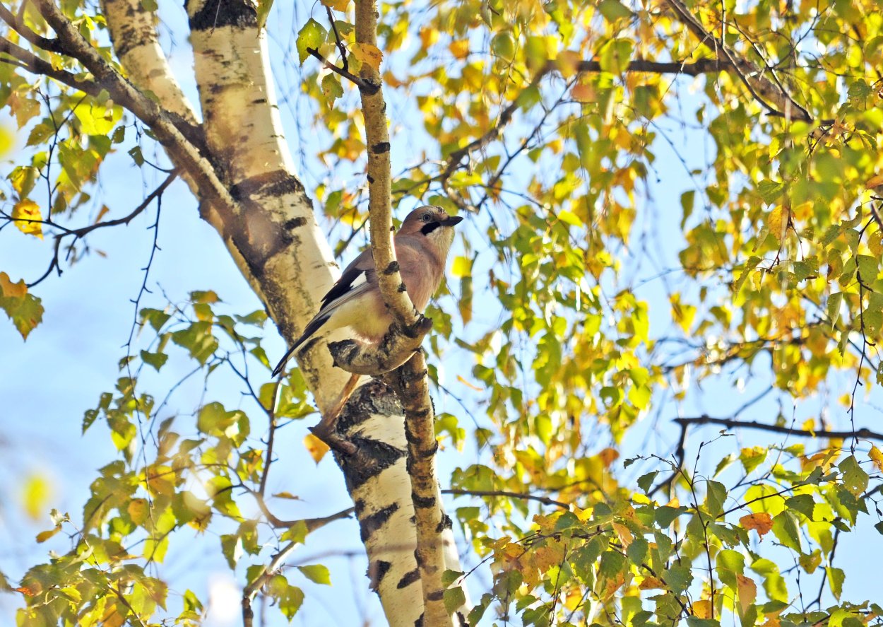 Птичка на Березе