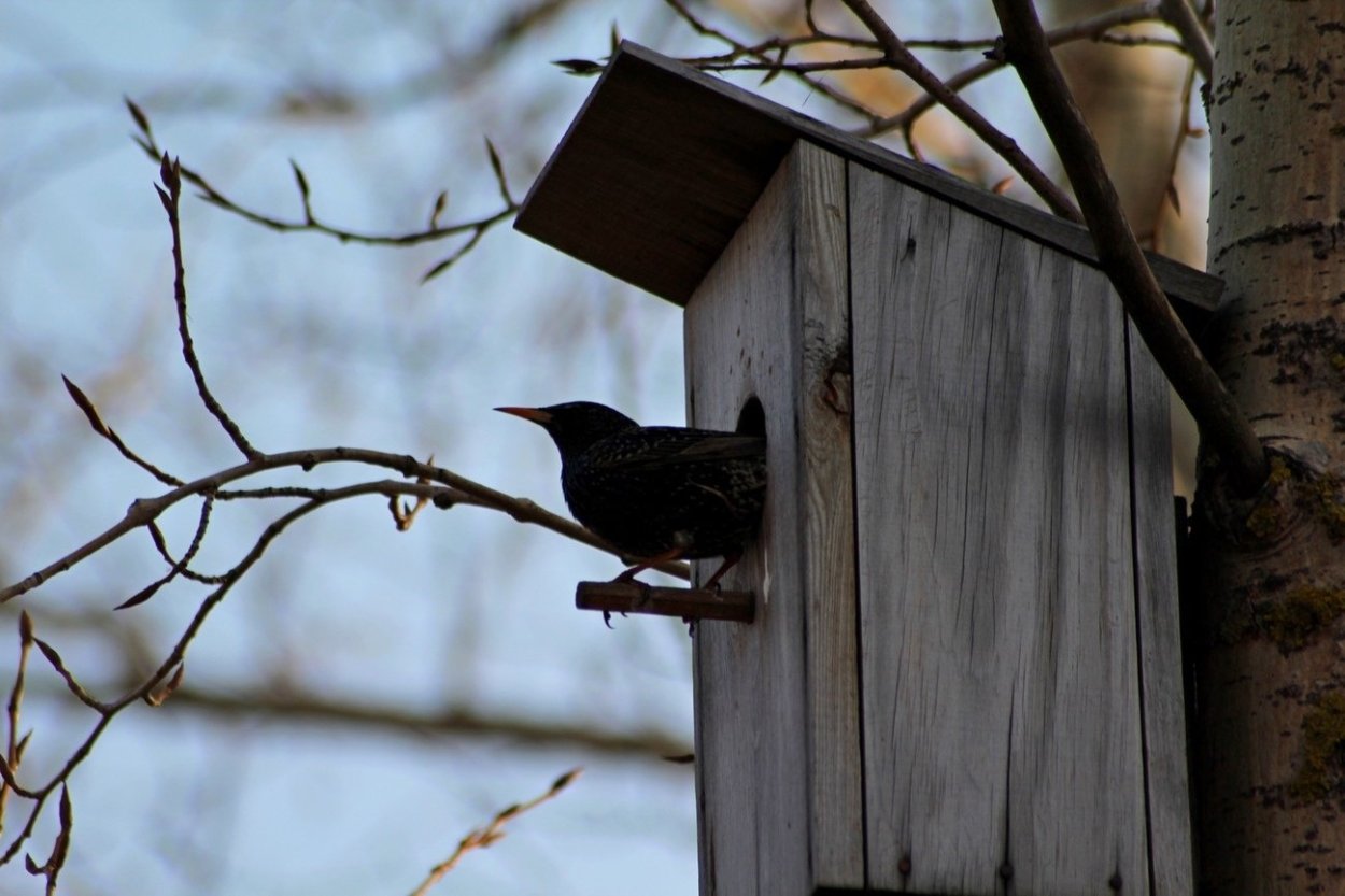 Весна скворечник скворец