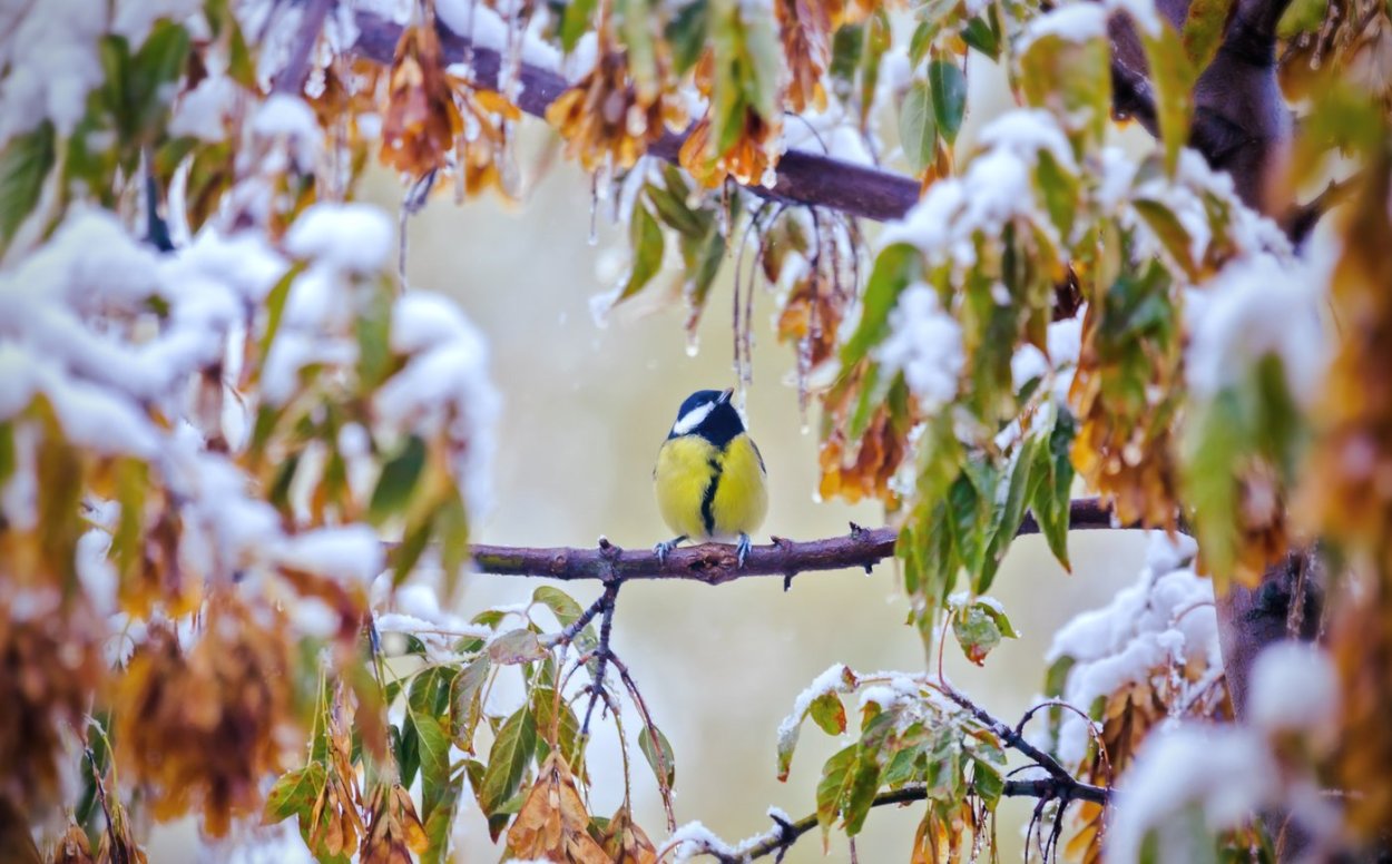 Береза зимой с синичками