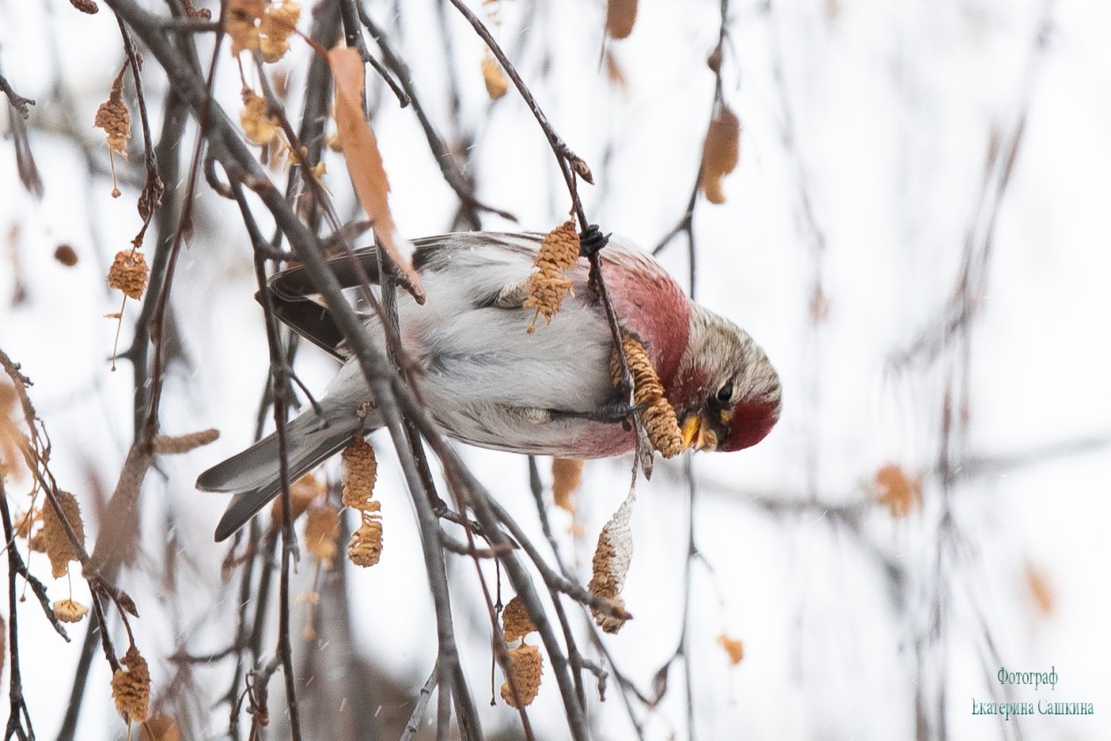 Птицы питающиеся семенами березы