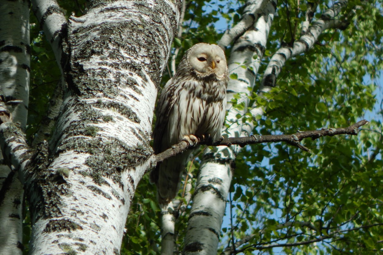 Птицы на Березе