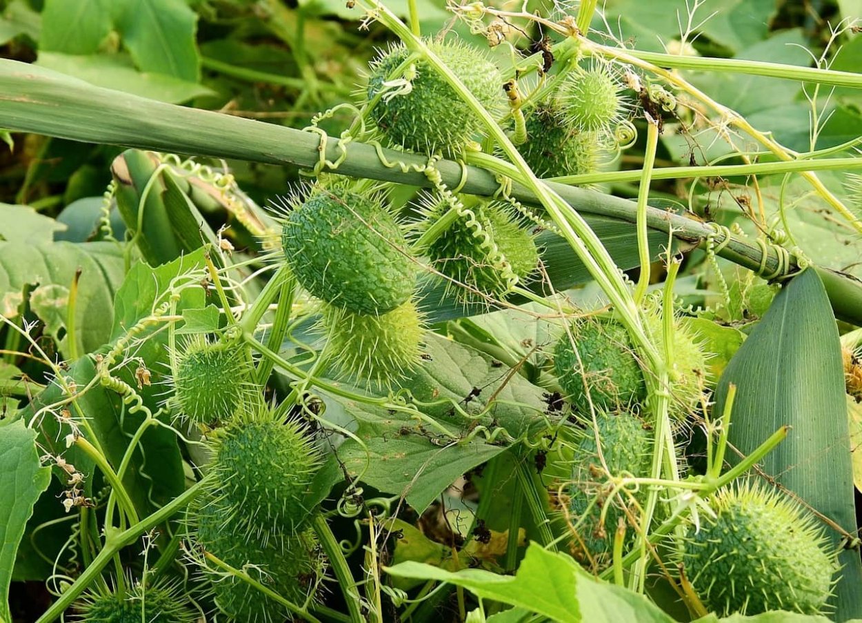 Эхиноцистис бешеный огурец