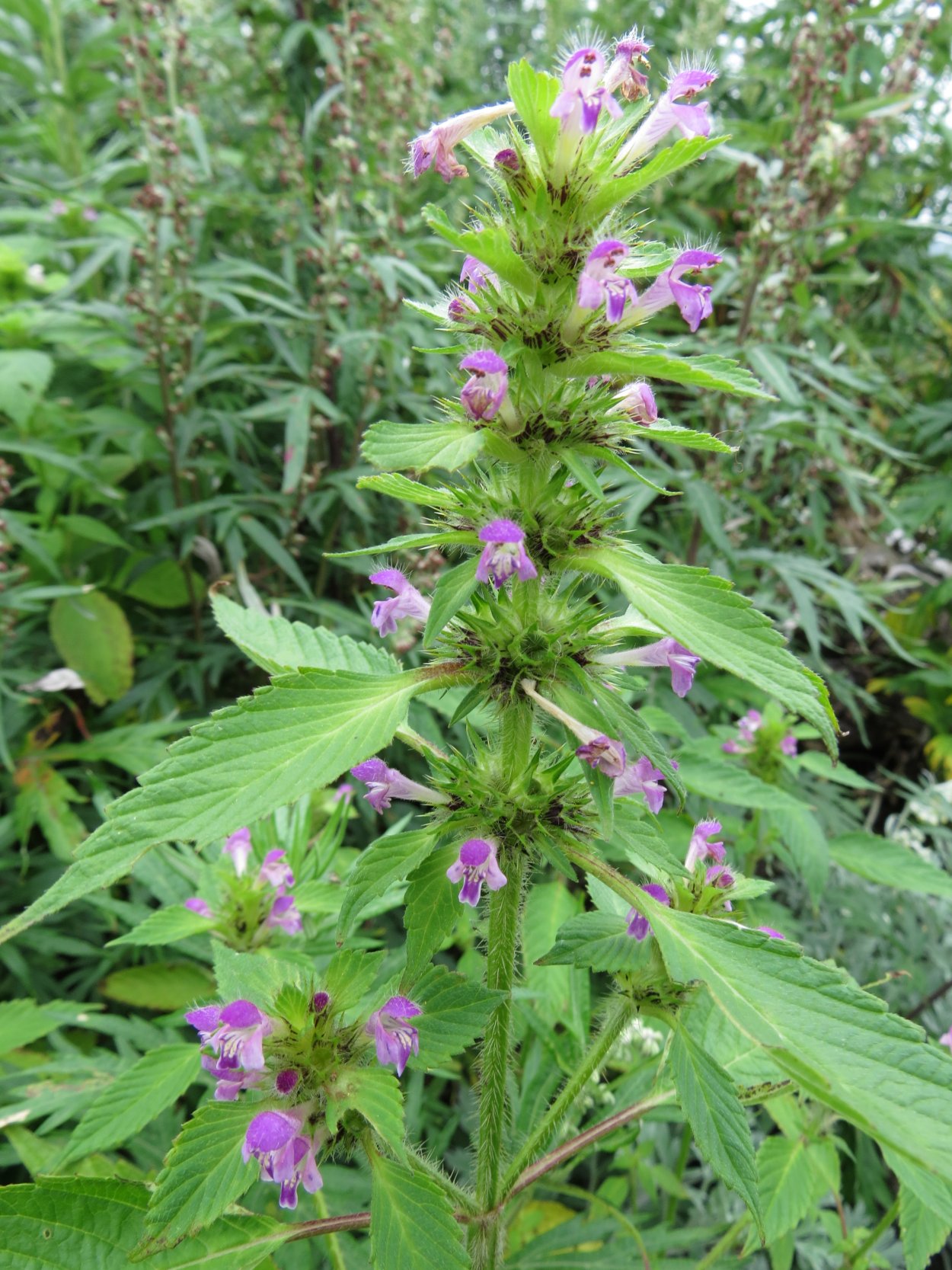 Пикульник жабрей