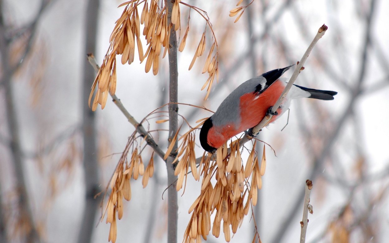 Зимние птицы