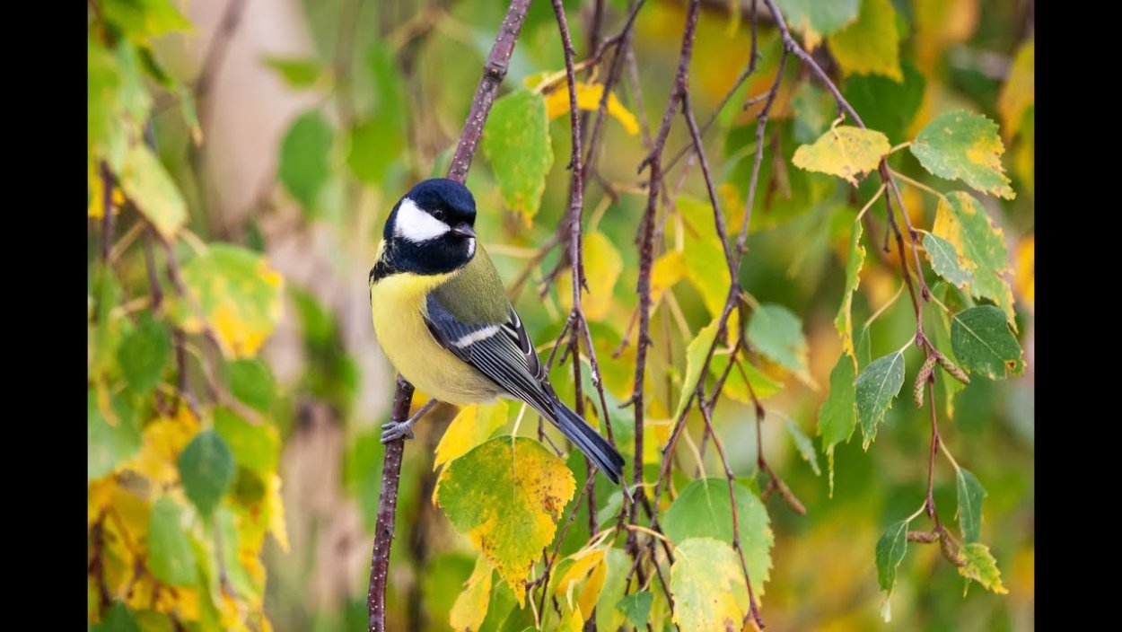Синичка на дереве