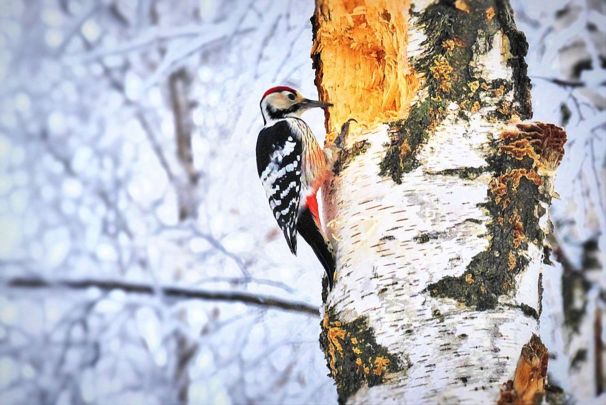 Дятел на дереве
