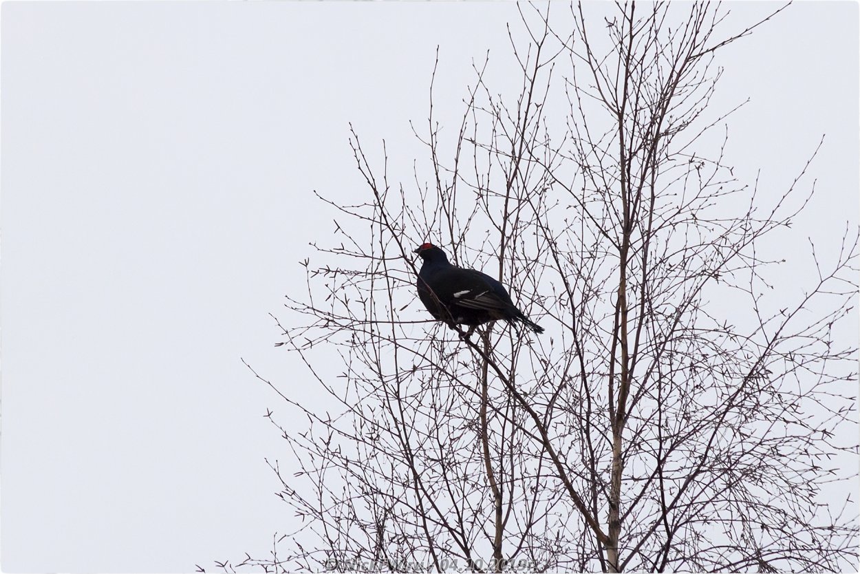 Тетерев Косач на дереве