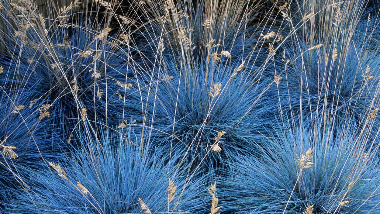 Овсяница сизая Блю Селект