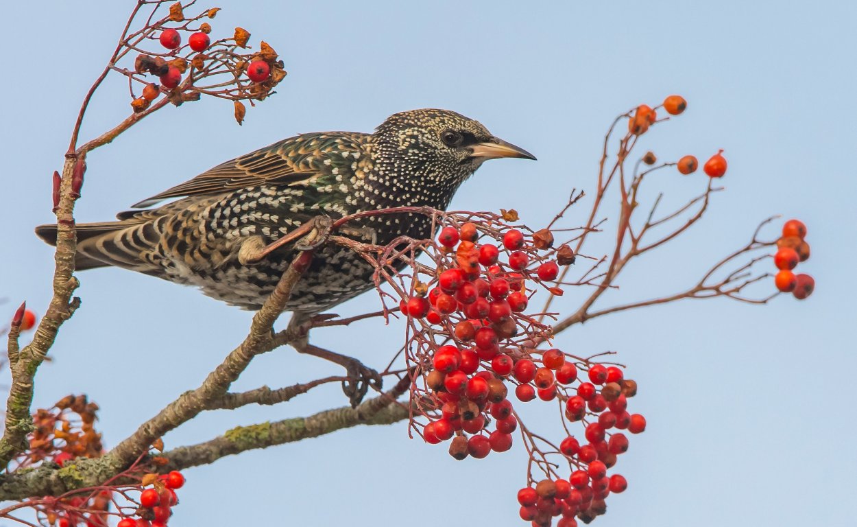 Скворец рябинник птица