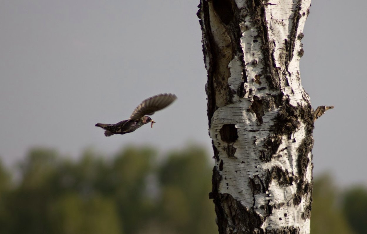 Какие птицы живут на Березе