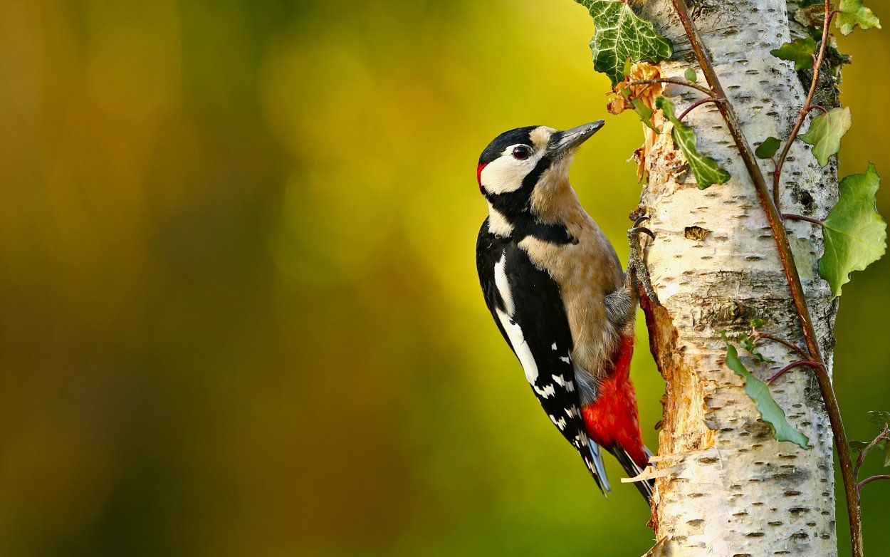 Лесные птицы дятел