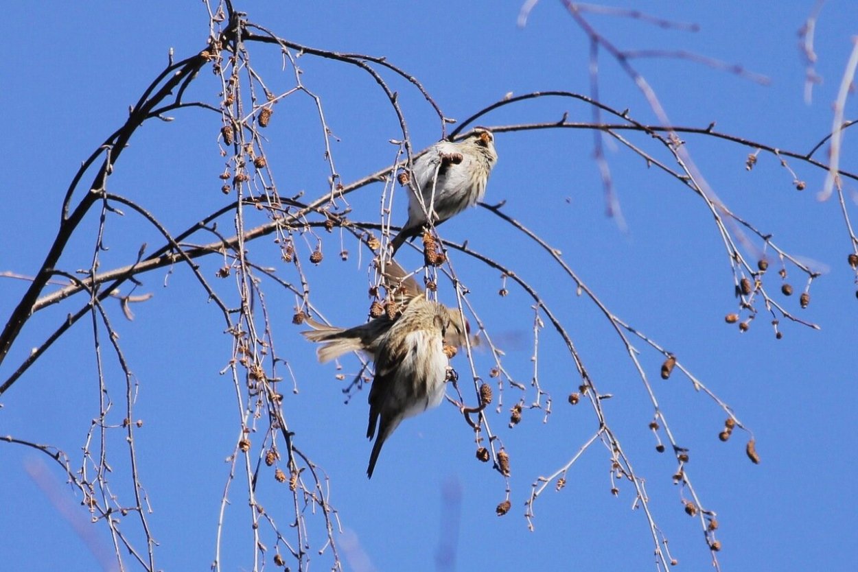Маленькие птички на Березе
