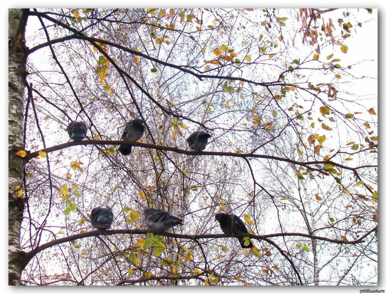 Птицы на дереве осенью