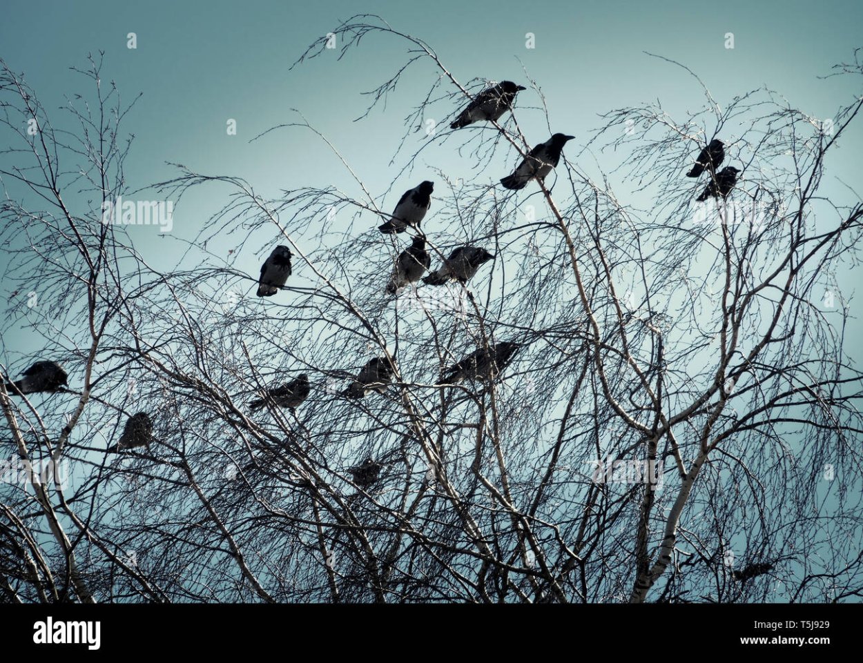 Вороны кружатся стаями примета