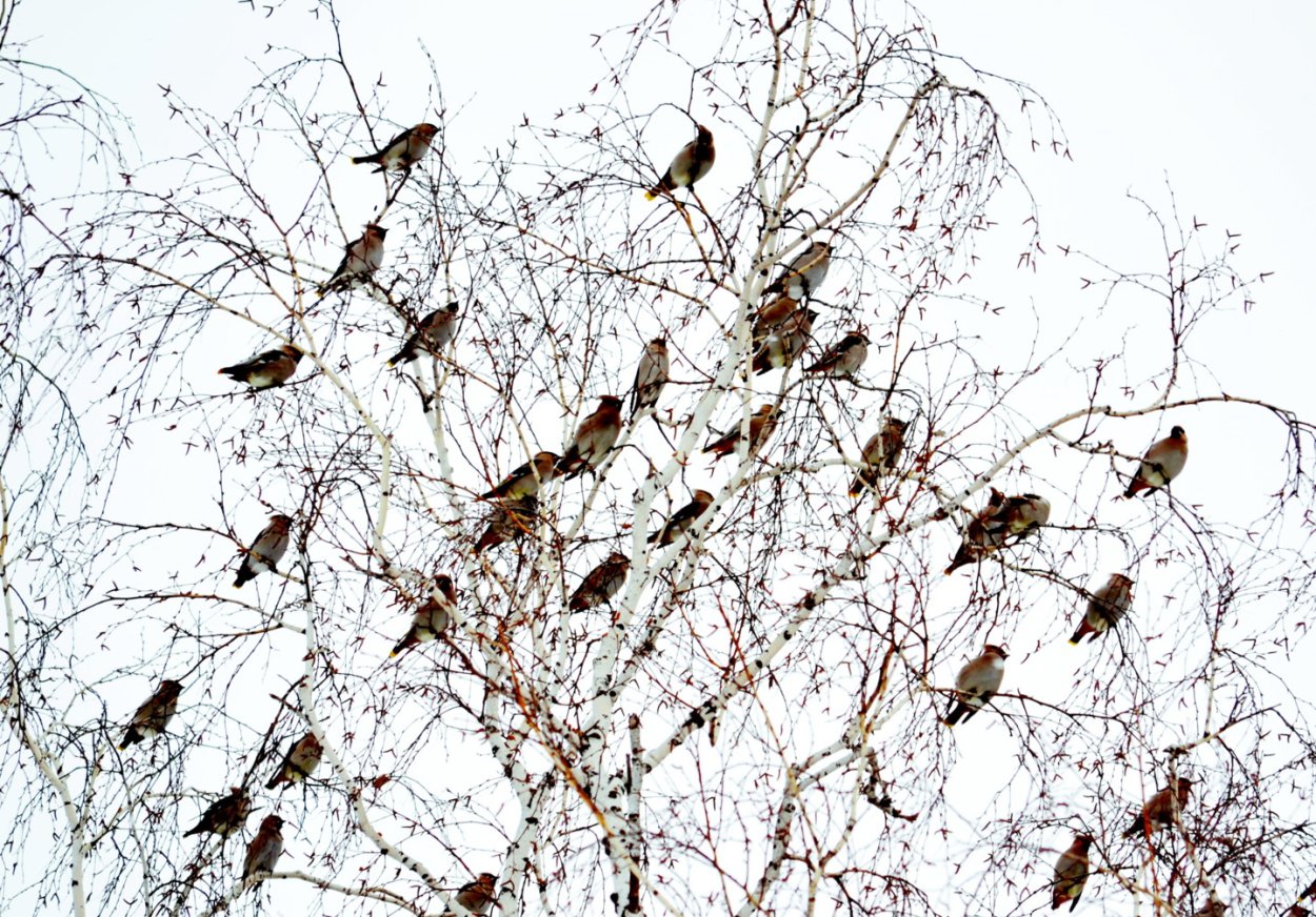 Птицы стаями февраль