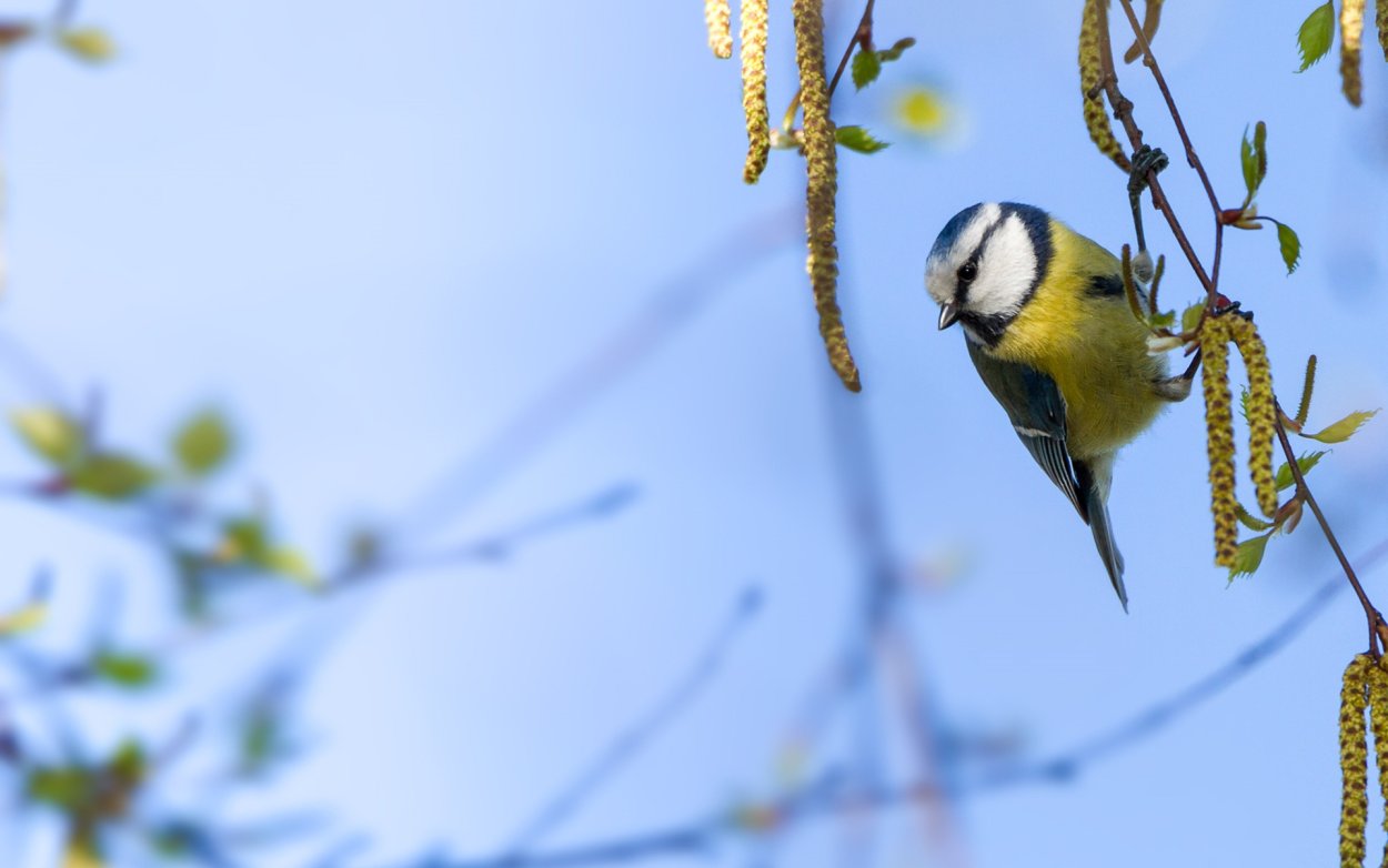 Синички на ветке весной