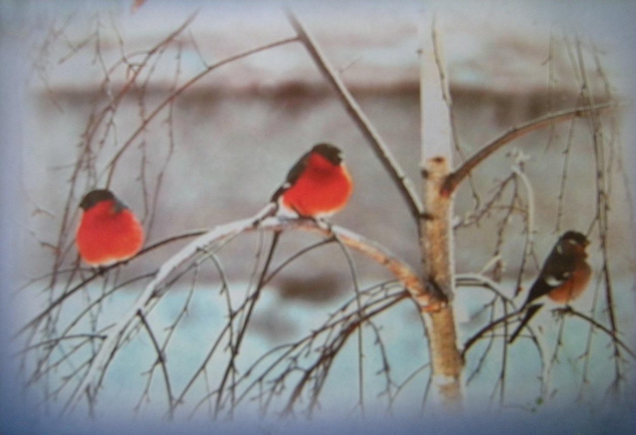 Снегири на Березе