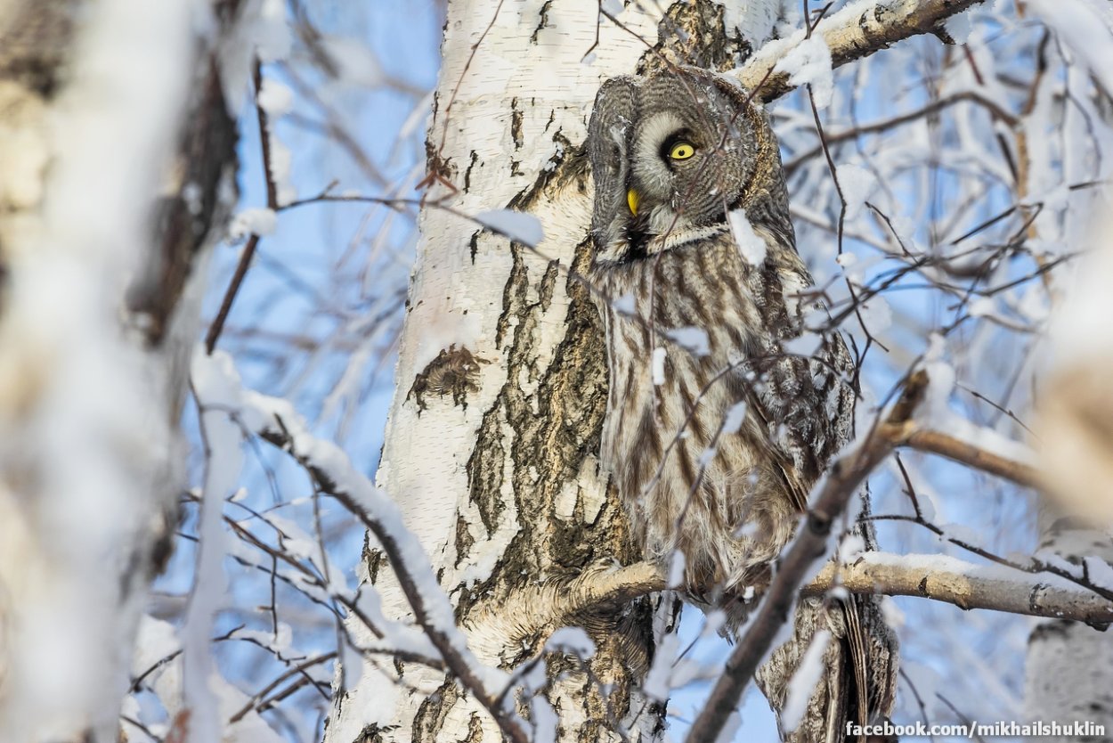 Сова на Березе