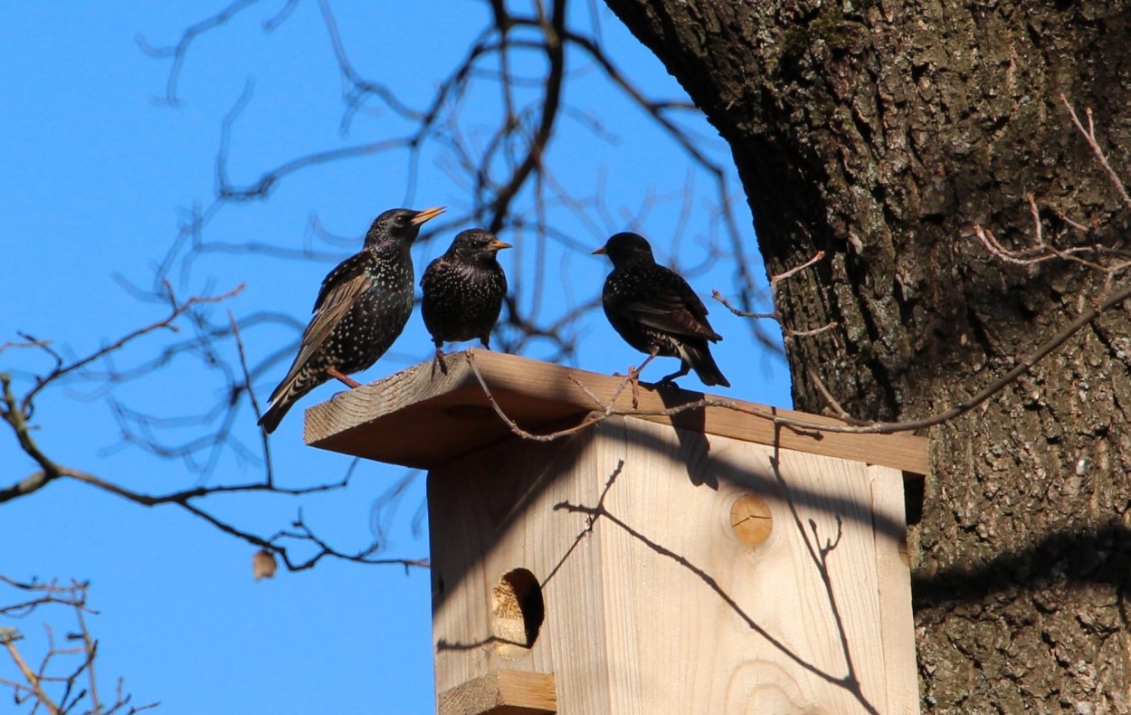 Скворец в скворечнике