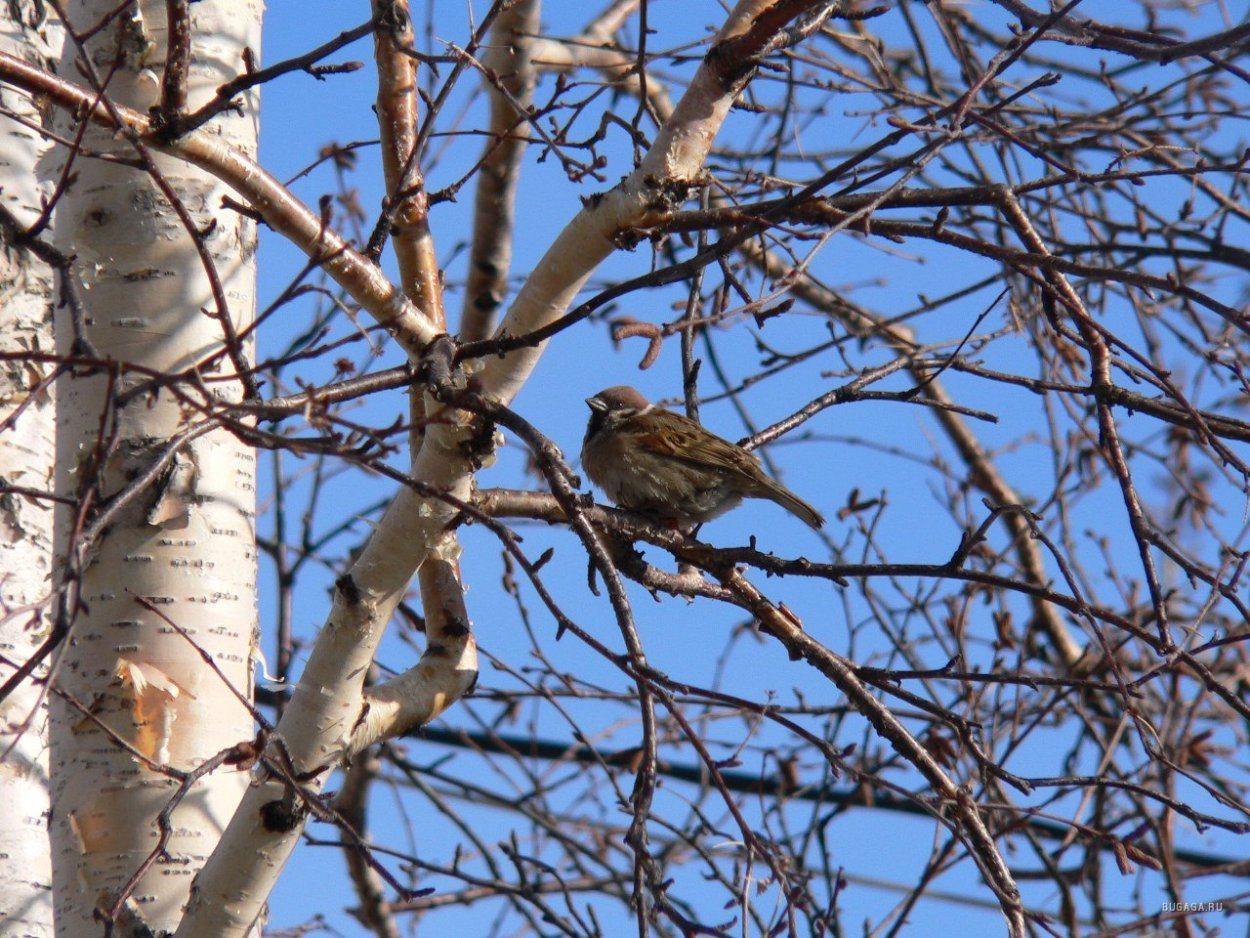 Воробей на Березе