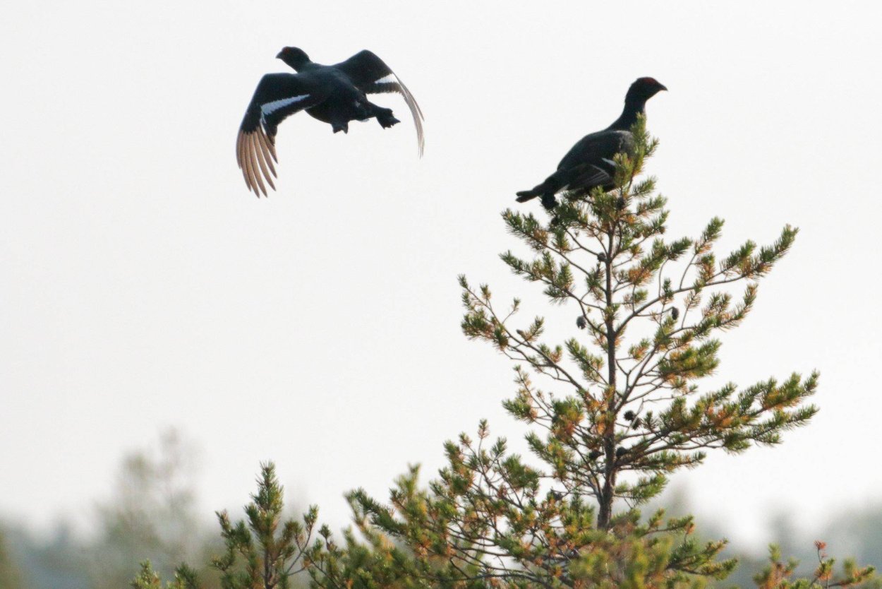 Тетерев-Косач на Березе