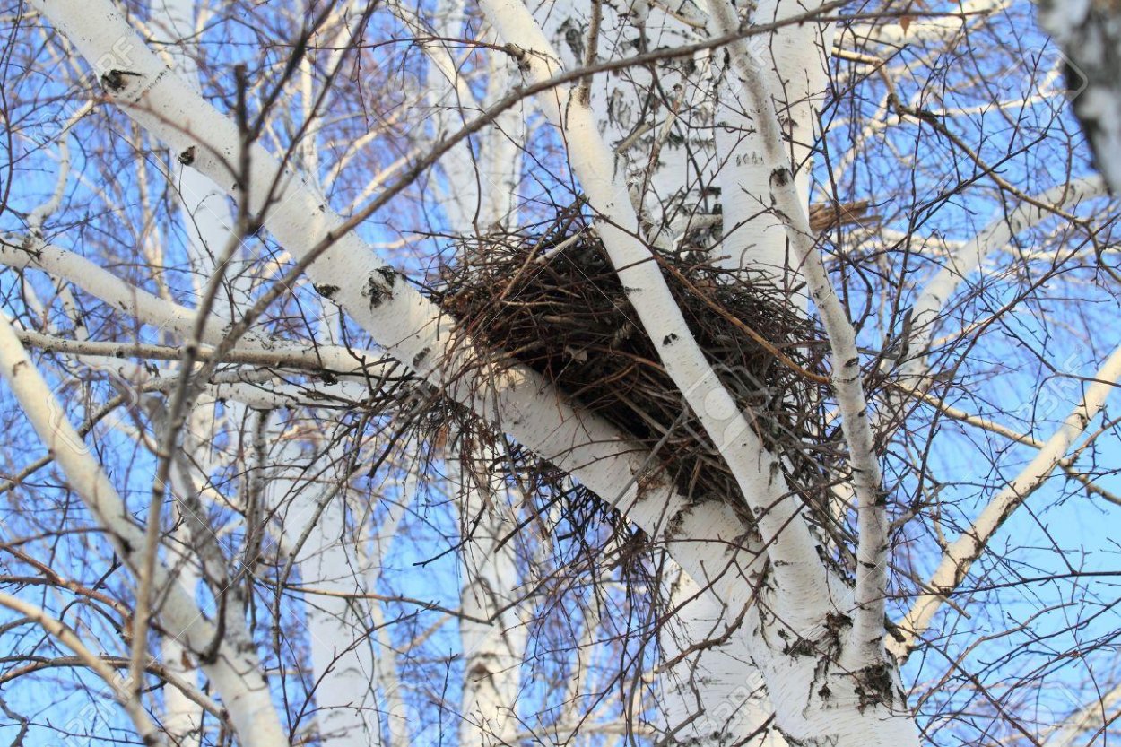 Гнездо вороны на Березе