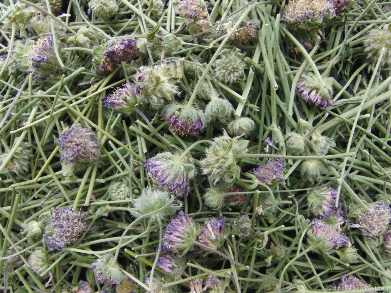 Короставник полевой семена