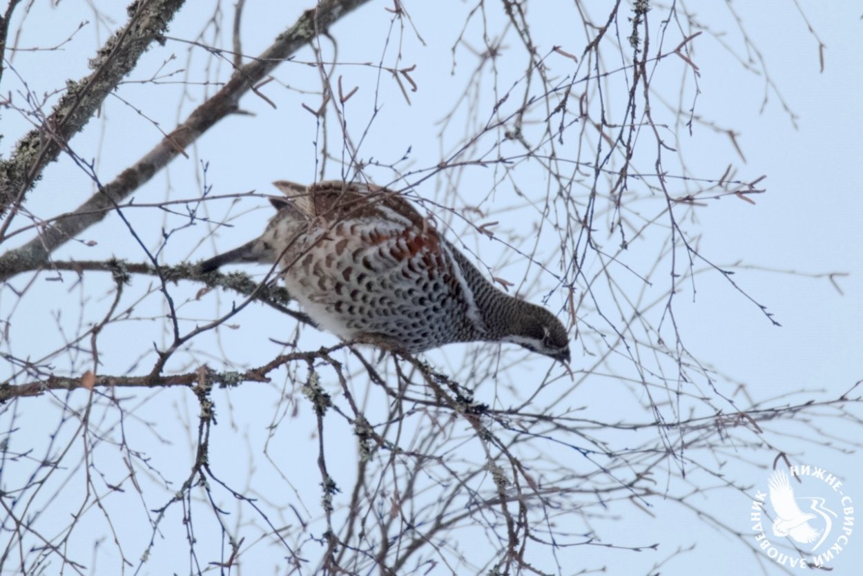 Нижнесвирский заповедник Ленинградской области птицы
