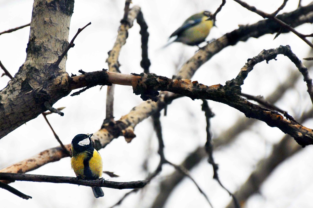 Жизнь птиц весной видео для детей