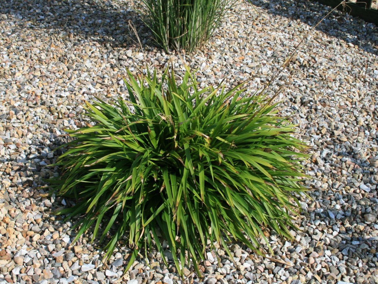 Ожика Лузула