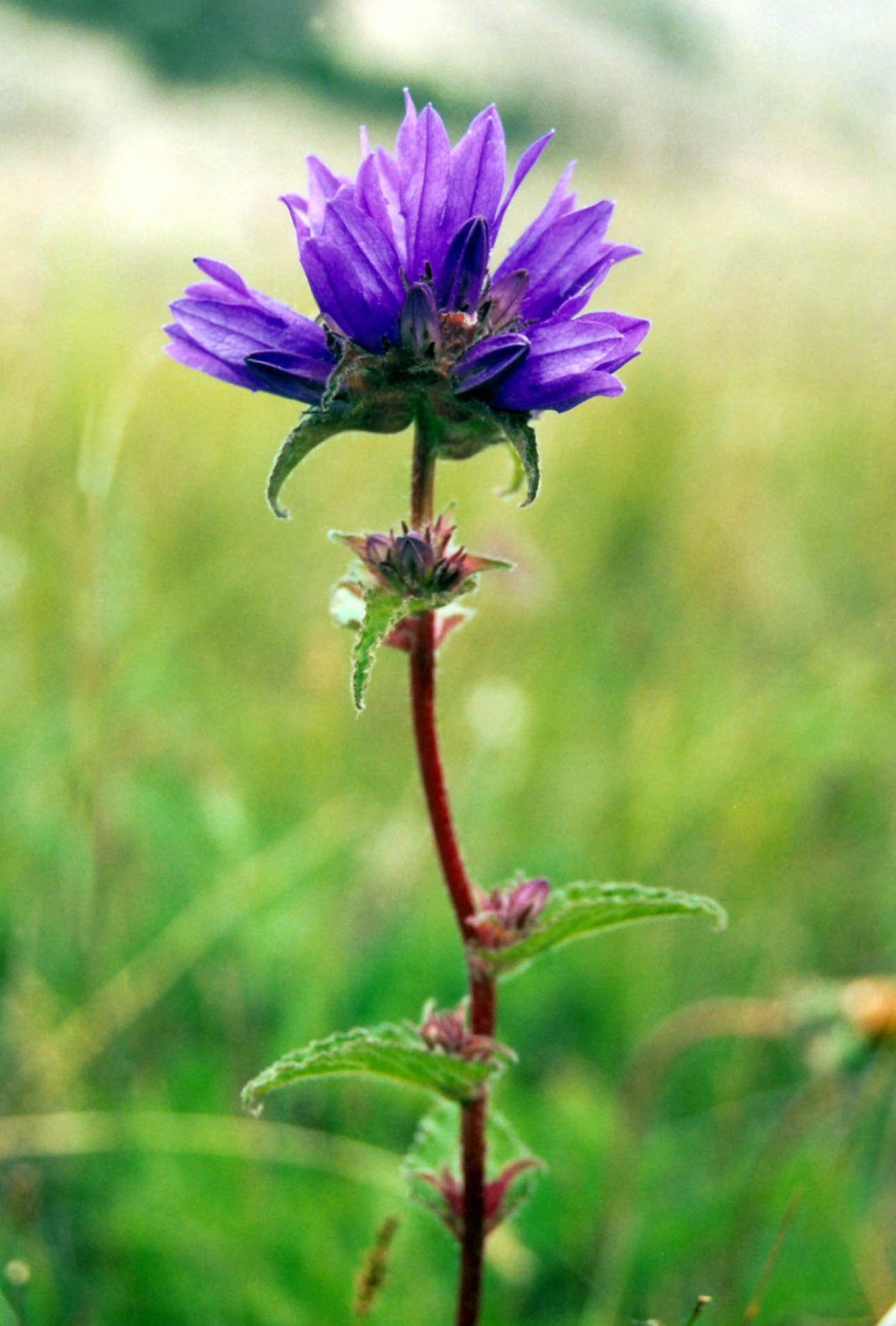 Колокольчик скученный Луговой