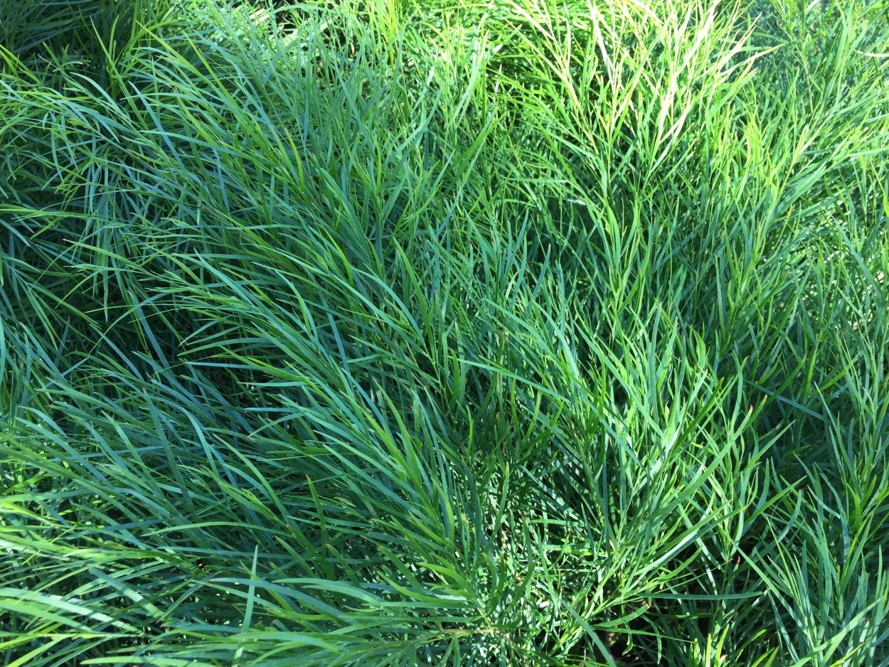 Хазуриспам трава