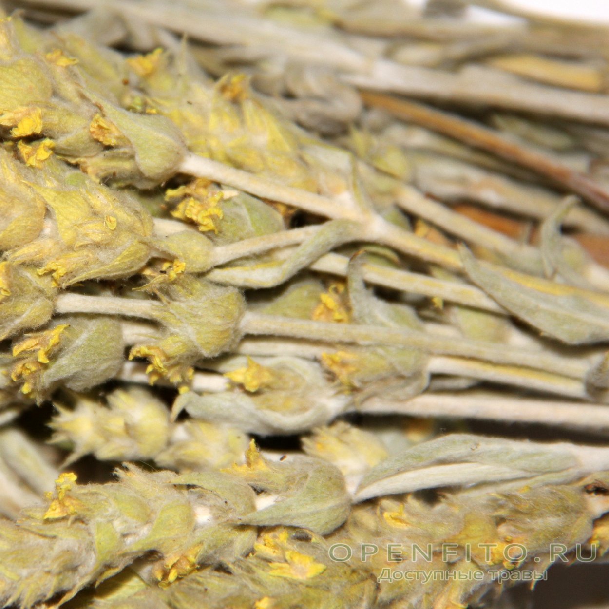 Sideritis l. (ironwort) .