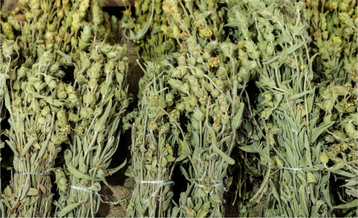 Железница Греческая растение