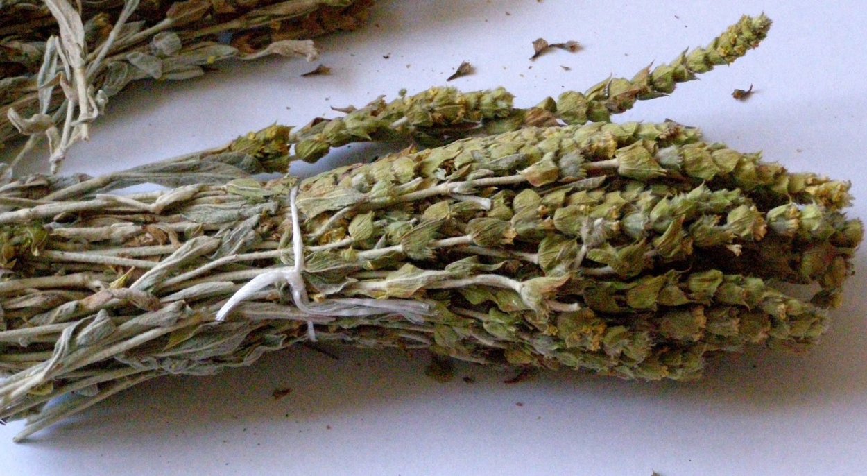 Травинка на белом фоне