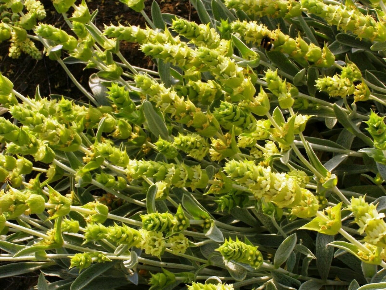 Железница Горная Sideritis Montana l.