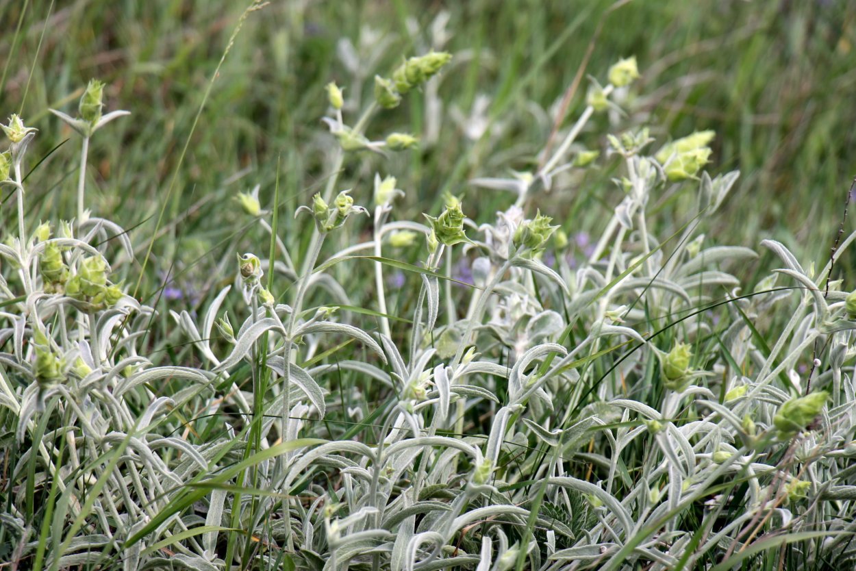 Пучок травы