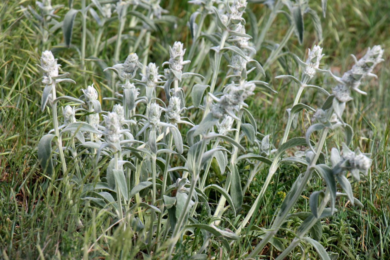 Розмарин тимьян и шалфей