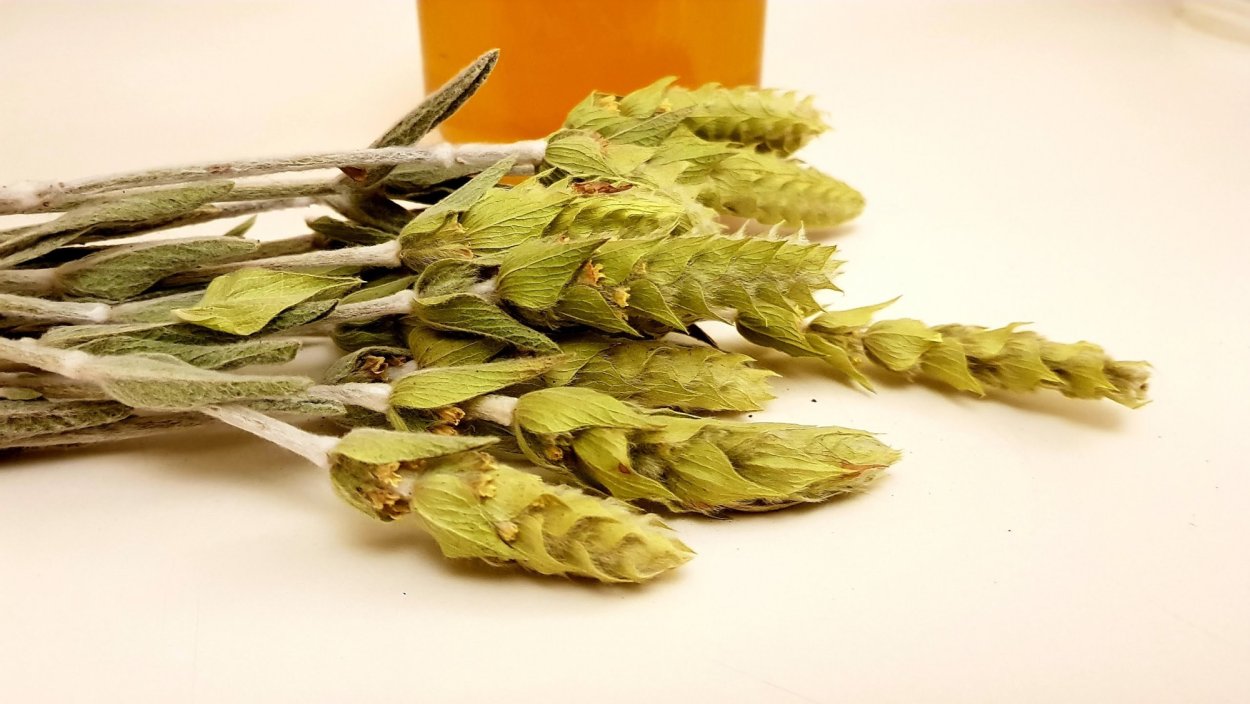 Албанский горный чай