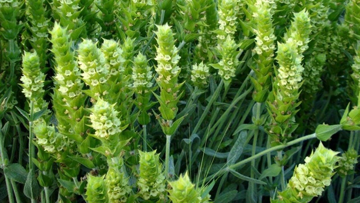 Sideritis syriaca l семена