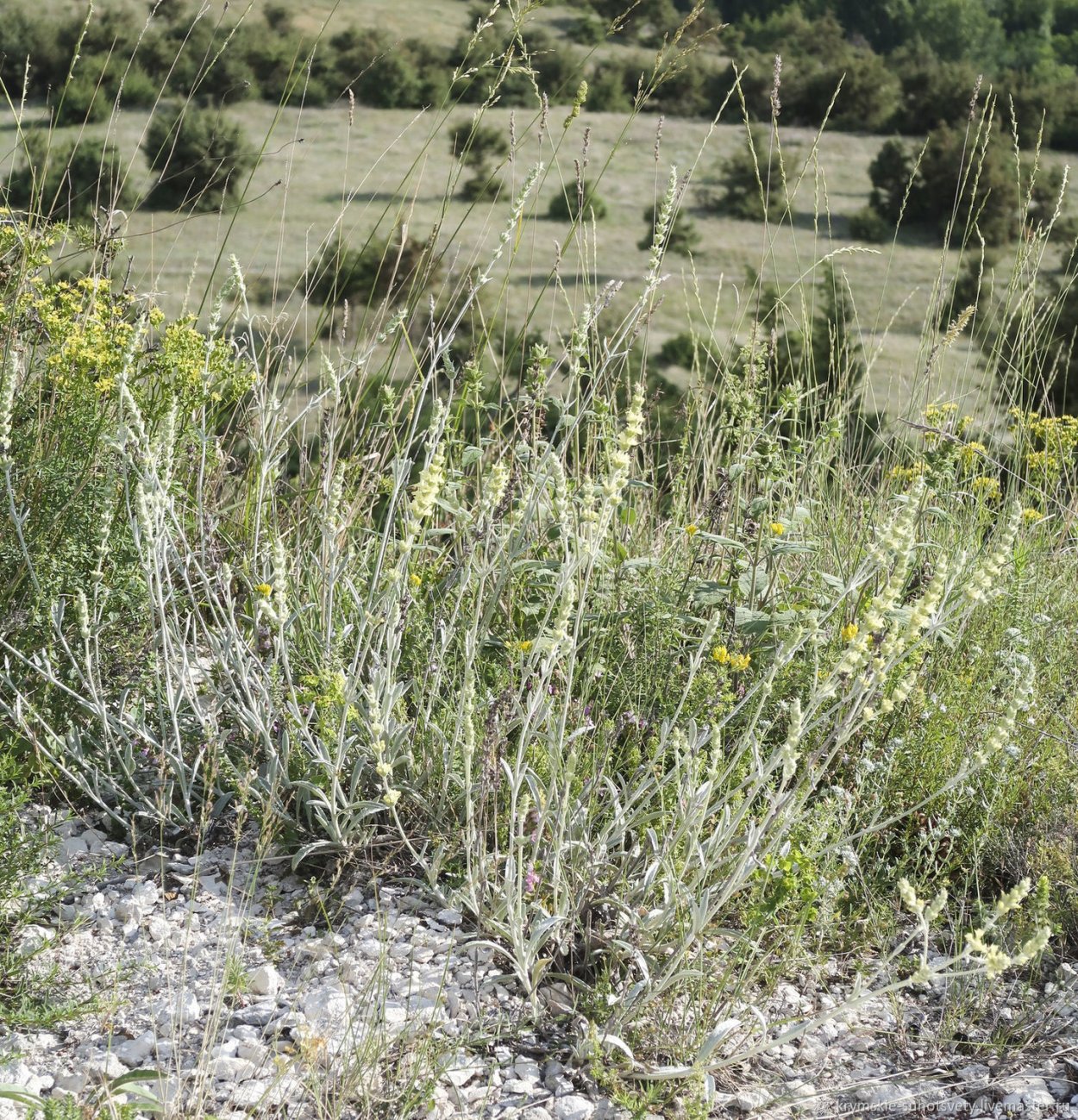 Железница Горная турецкая