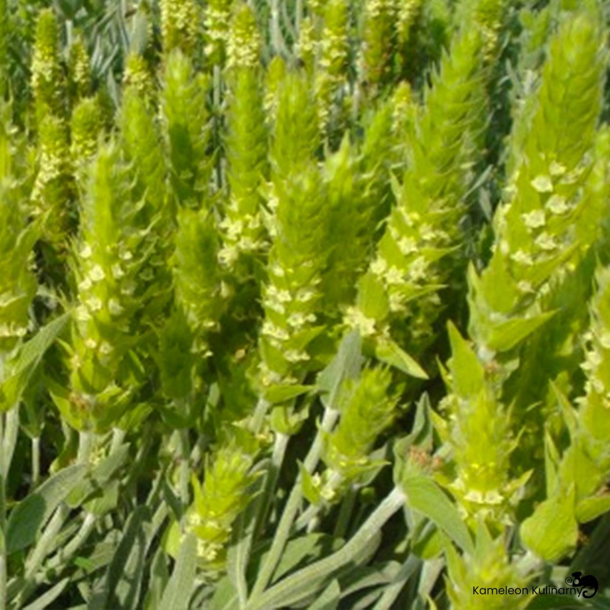 Чабан чай Крымский татар Железница